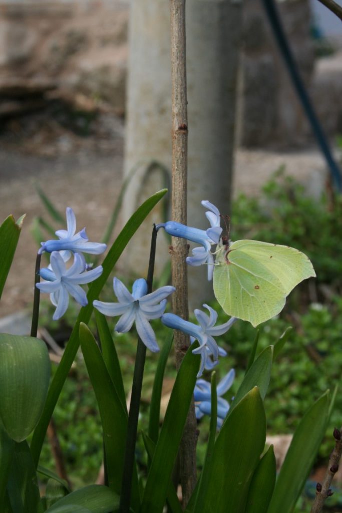 Hyacinth flowers feed early butterflies